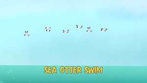 Sea Otter Swim